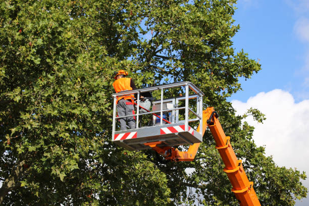 Best Leaf Removal  in La Riviera, CA